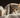 Cat with Cat Cold & Feline Fancy Logo