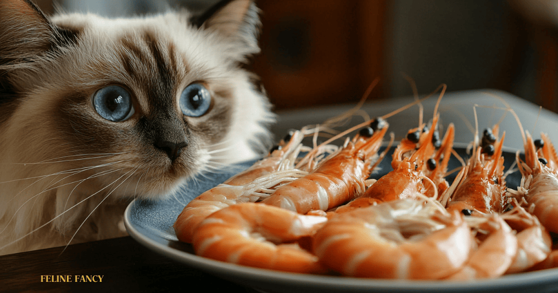 a plate of cooked prawns (steamed, pink) with a ragdoll cat looking hungry at the plate