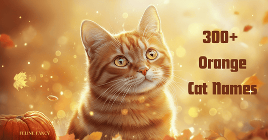 300+ Orange Cat Names with Feline Fancy Logo