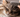  long-haired cat being gently groomed with a slicker brush.