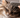  long-haired cat being gently groomed with a slicker brush.