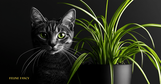 Spider Plant and Cat with Black Background.