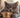 Tuna Can with British Shorthair Cat
