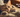 Cat wrapped in blanket with wording "Why Do Cats Knead?" and Feline Fancy Logo.