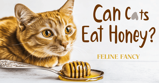White background with a ginger cat looking at a spoonful of honey, clean minimalist style, centered bold text "Can Cats Eat Honey?
