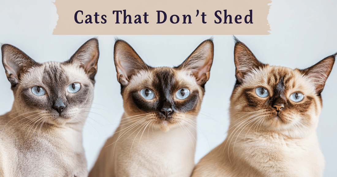 Split image of three low-shedding cat breeds (Devon Rex, Siamese, Bengal) with a modern header across the top saying "Cats That Don’t Shed"