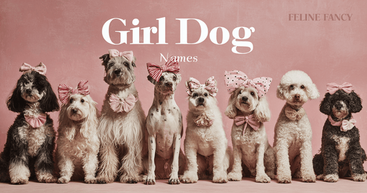 A group of fashionable dogs wearing bows and accessories with the heading "Girl Dog Names" in large modern typography
