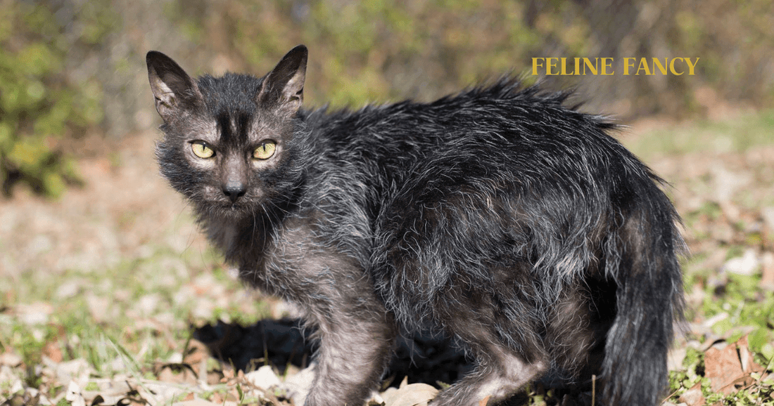 Lykoi Cat with Feline Fancy Logo