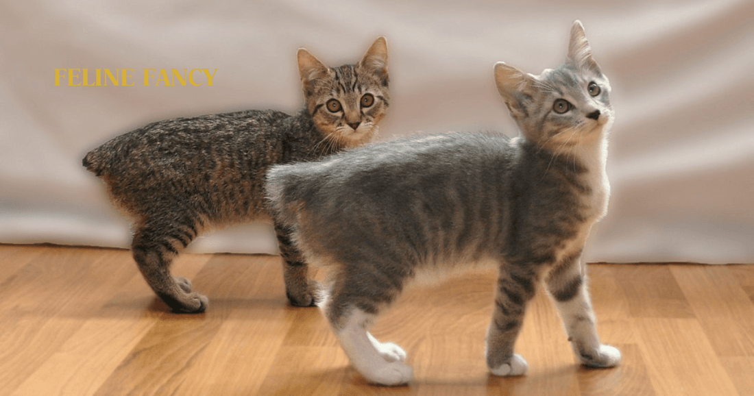 Two Manx Cat Kittens.