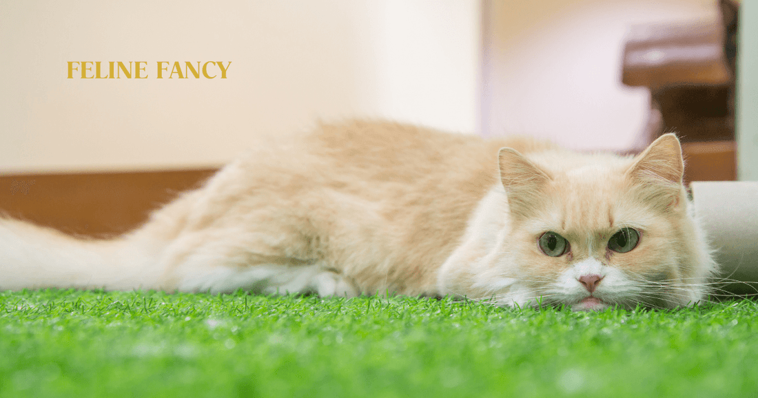 Munchkin Cat laying on grass.