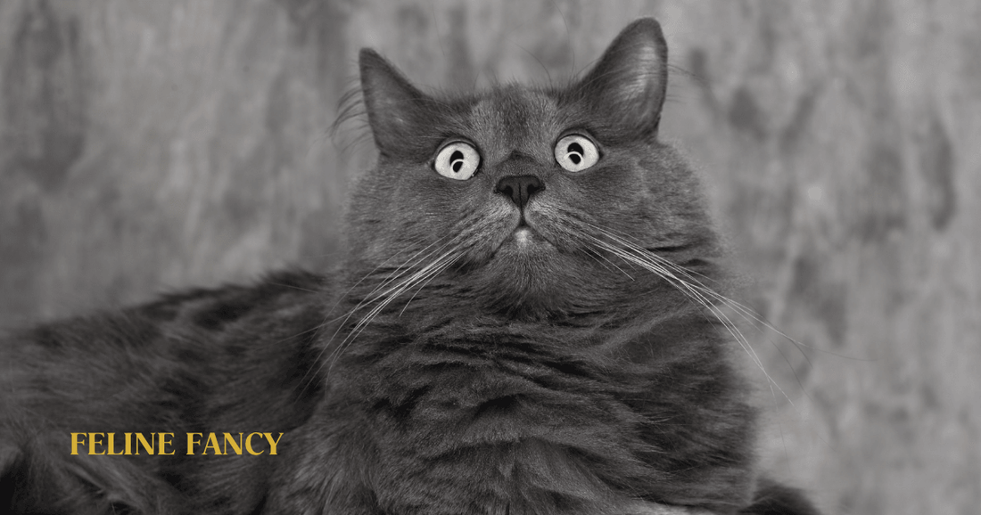 Nebelung Cat with Feline Fancy Logo.