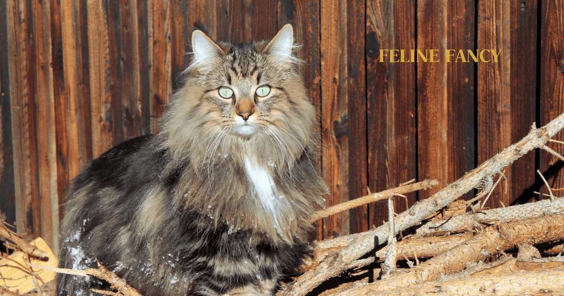 Norwegian Forest Cat | History, Traits, and Care