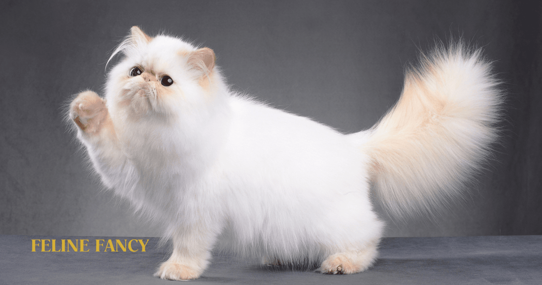 White Persian Cat with Feline Fancy Logo.