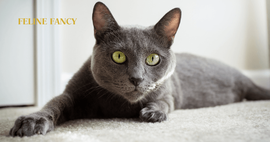 Russian Blue with Feline Fancy Logo.