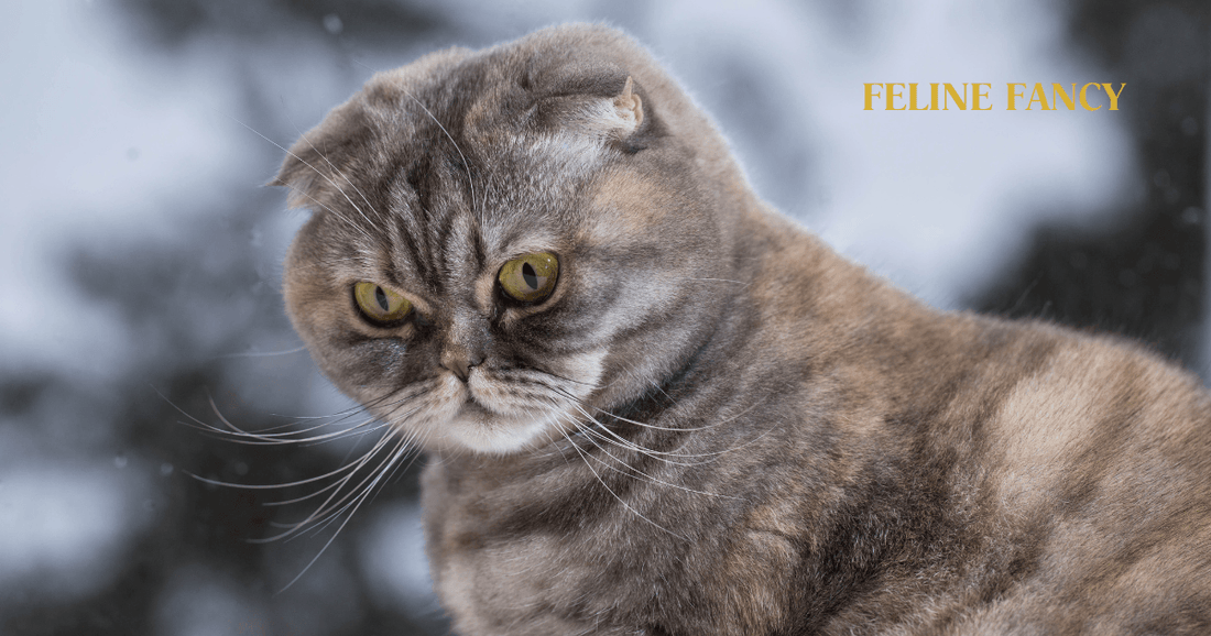 Scottish Fold with Feline Fancy Ltd.