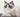 Ragdoll Cat Looking into Middle Distance 