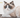 Ragdoll Cat Looking into Middle Distance 
