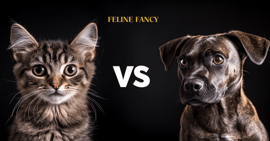 Cats vs Dogs - Who is smarter 