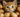 Cat eating sweet potato with Feline Fancy Logo.