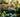 Cat Jumping or leaping 