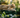 Cat Jumping or leaping 