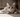 American Wirehair looking cute standing on a wall