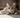 American Wirehair looking cute standing on a wall