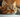 Close up picture of Asian Cat with green eyes.