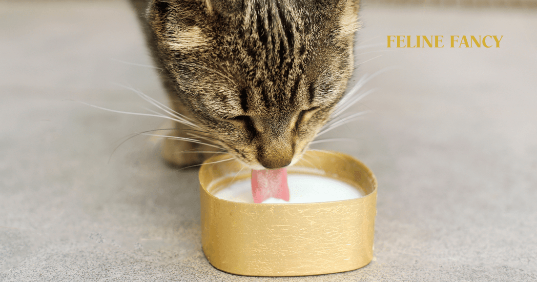 What Do Cats Eat And Drink: Essential Tips for Healthy Pets
