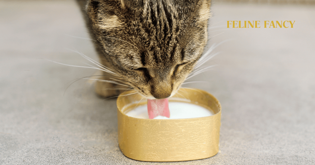 Cat Drinking Milk with Feline Fancy Logo.