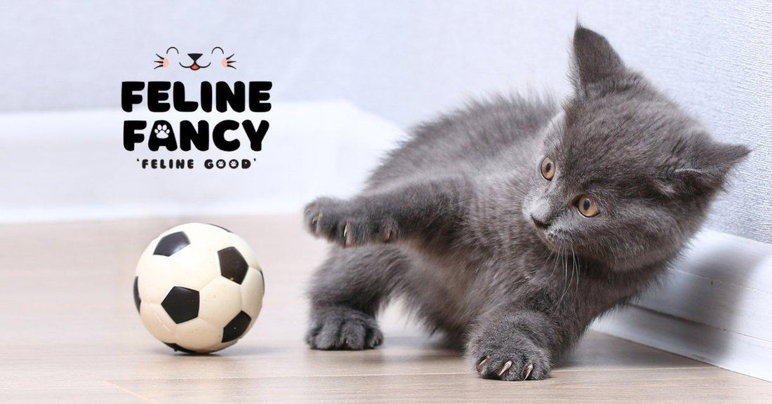 Kitten playing with small football 