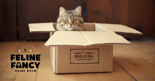 cat in box with feline fancy logo