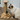 Cat playing with a wooden scratching post with toys on a wooden floor.
