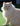 Ragdoll Cat Ted Danson