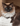 Ragdoll Cat Jack Jarvis Esq. 