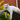 Ragdoll Cat Monty Don