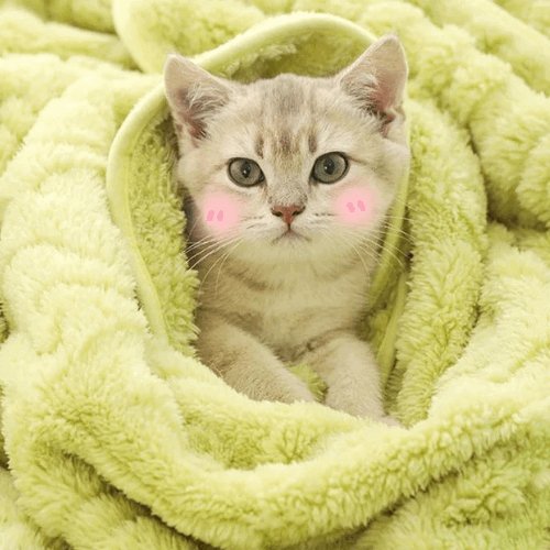 Cozy Cat Blanket
