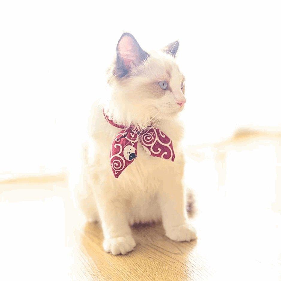 Cat Collar With Bow