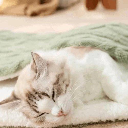 Cat Fleece Blanket