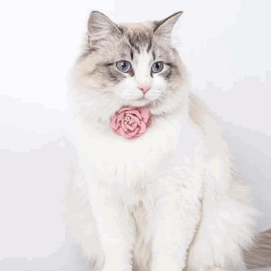 Add a stylish and practical accessory to your cat’s wardrobe with the Best Cat Collar, designed for everyday use