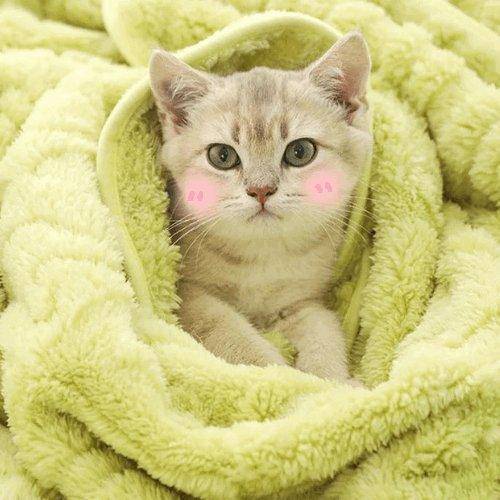 Add a cozy and playful touch to your living space with the Cute and comfy Cozy Cat Blanket