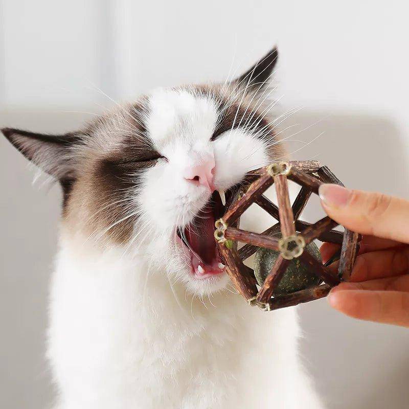 Add a fun element to your cat's playtime with the interactive Cat Ball Toy, perfect for solo play